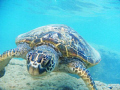   sea turtle saying What are you looking  